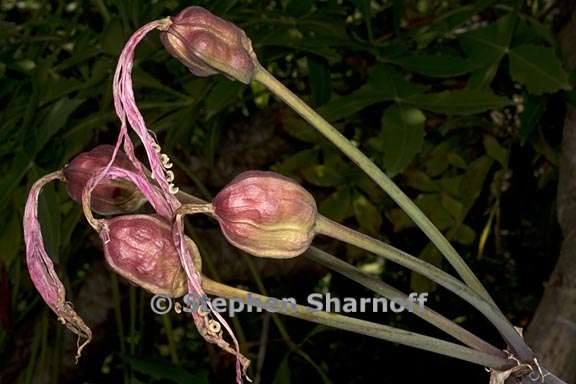 amaryllis belladonna 1 graphic